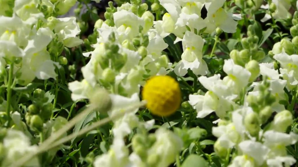 SommarPlanteringar20260610