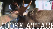 MOOSE ATTACK !