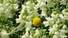 SommarPlanteringar20260610